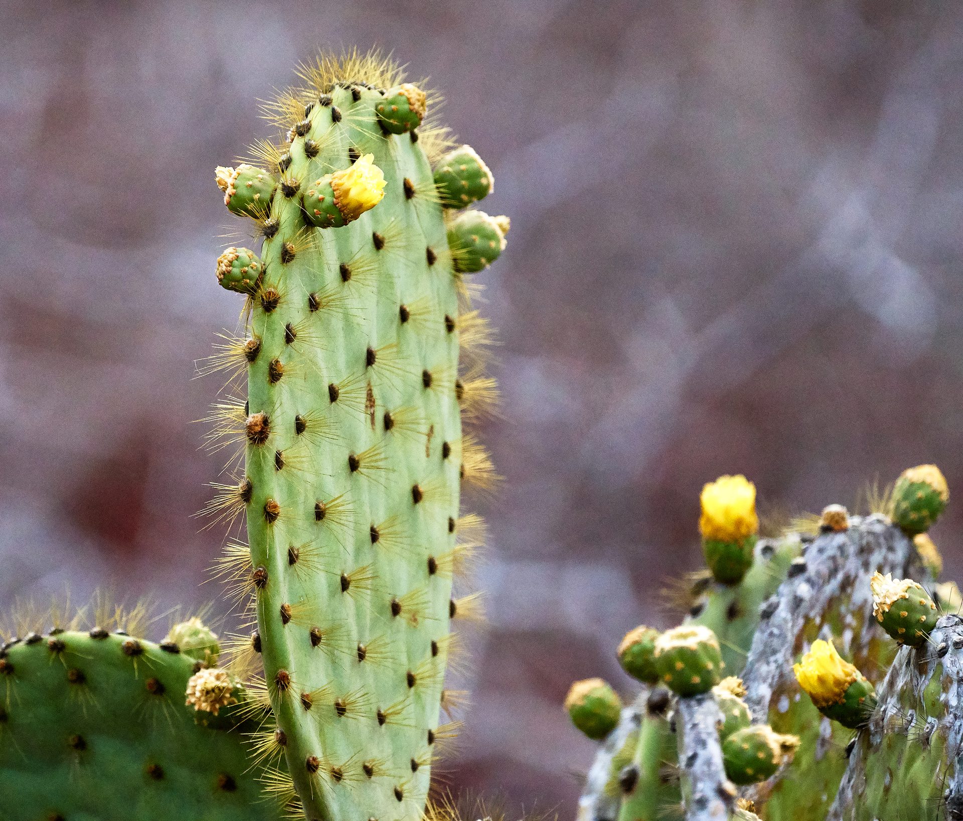 Cactus de Opuntia, vegetación endémica de Galápagos