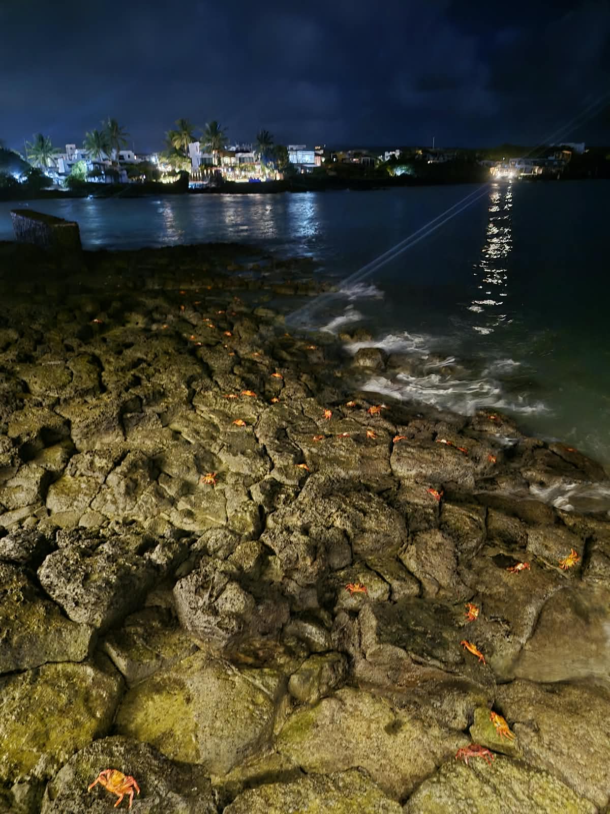 Cangrejos Sally Lightfoot en las rocas de Galápagos