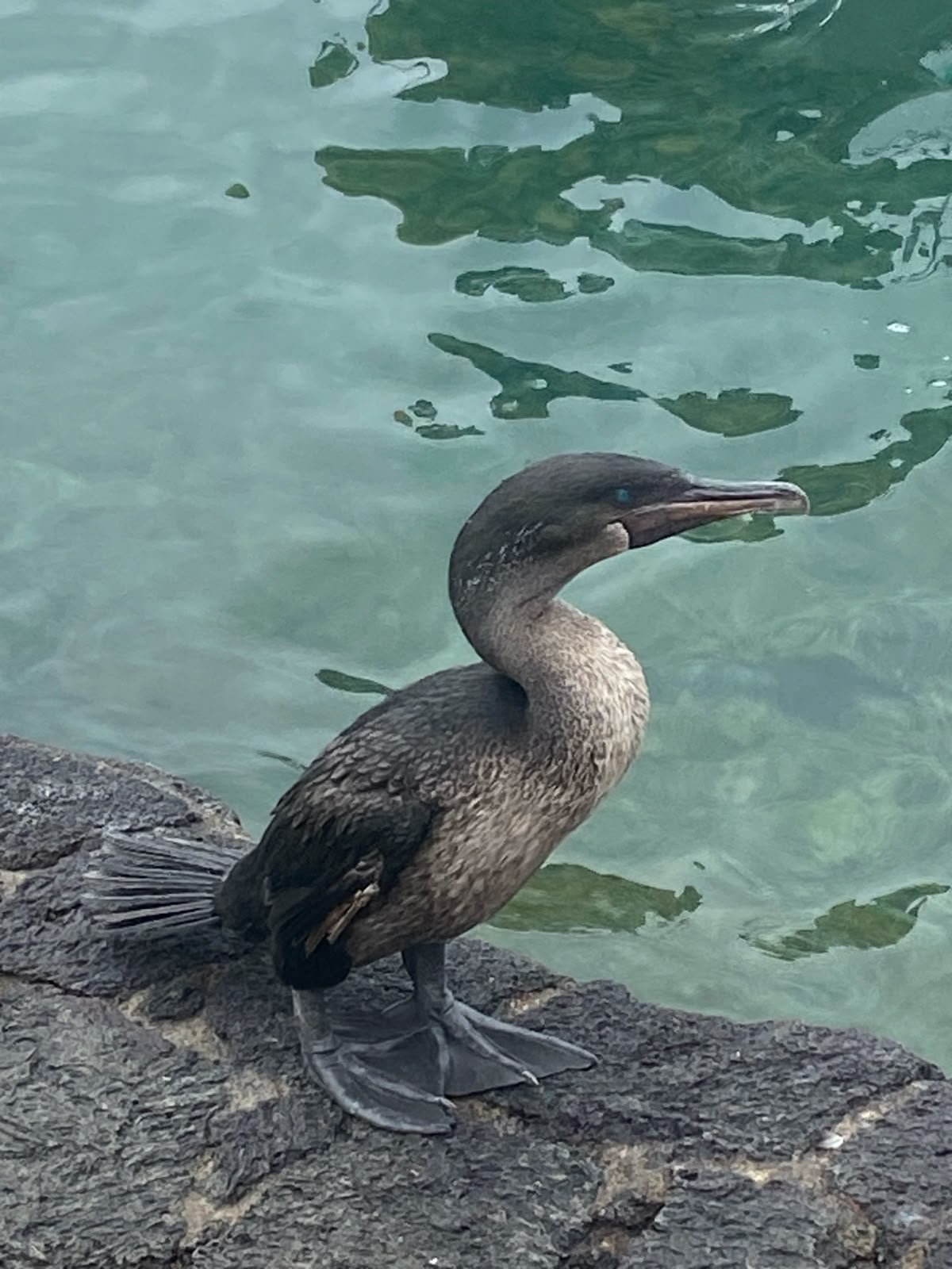 Cormorán en la costa de Galápagos