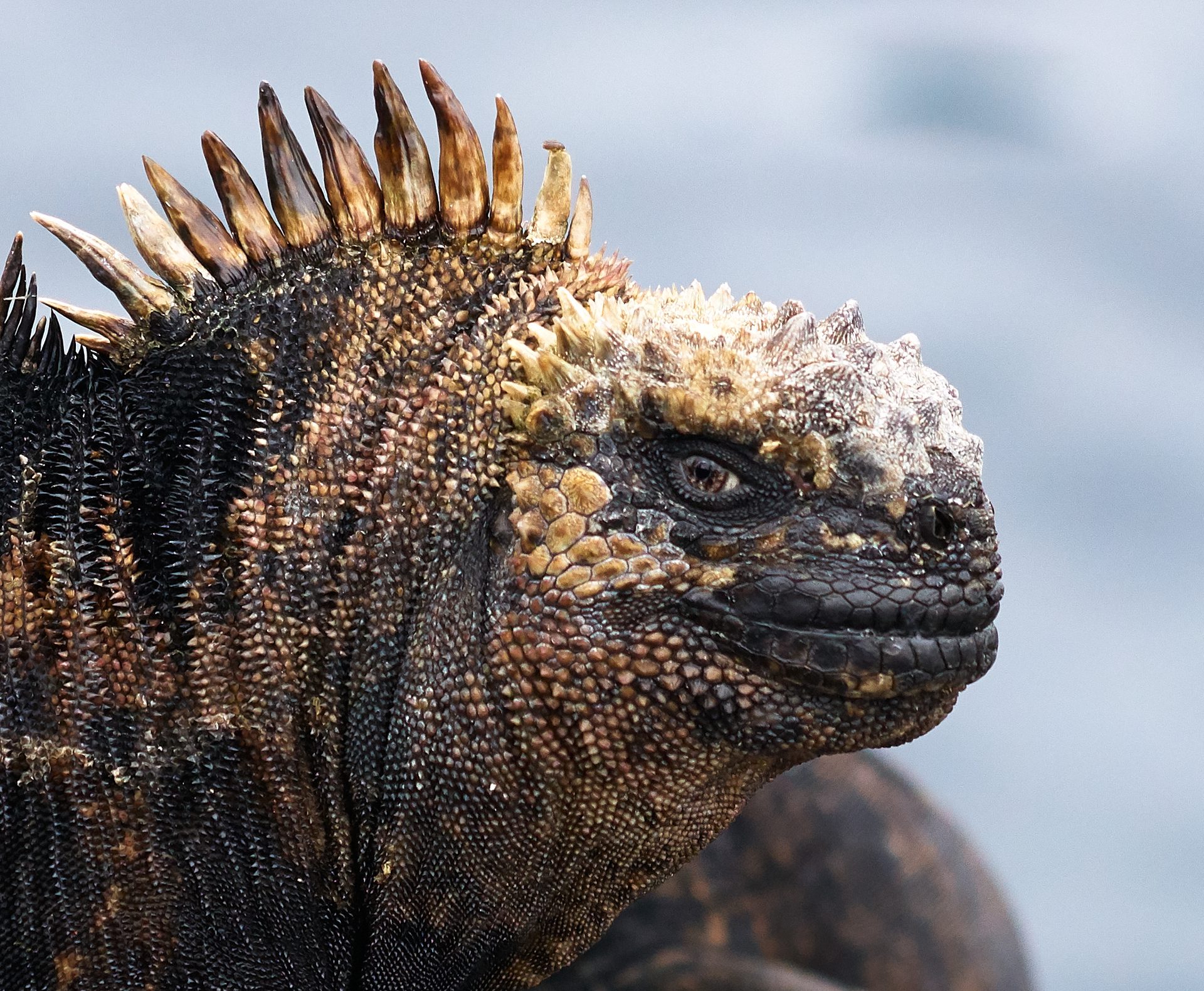 Iguana marina en primer plano, Galápagos