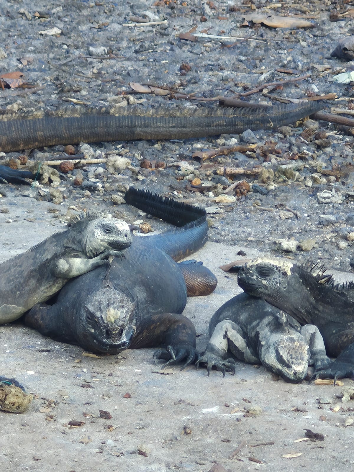 Iguanas marinas en Galápagos