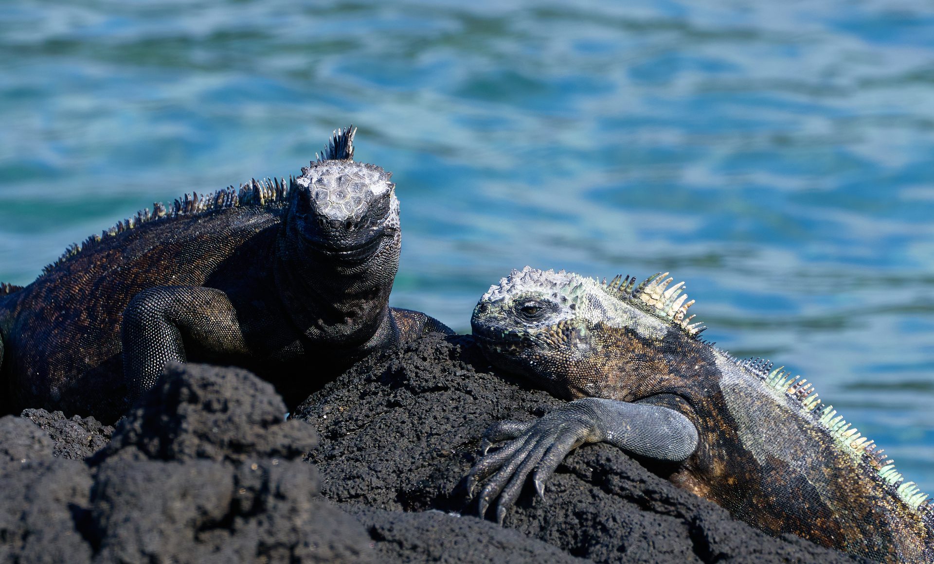 Pareja de iguanas marinas en las rocas