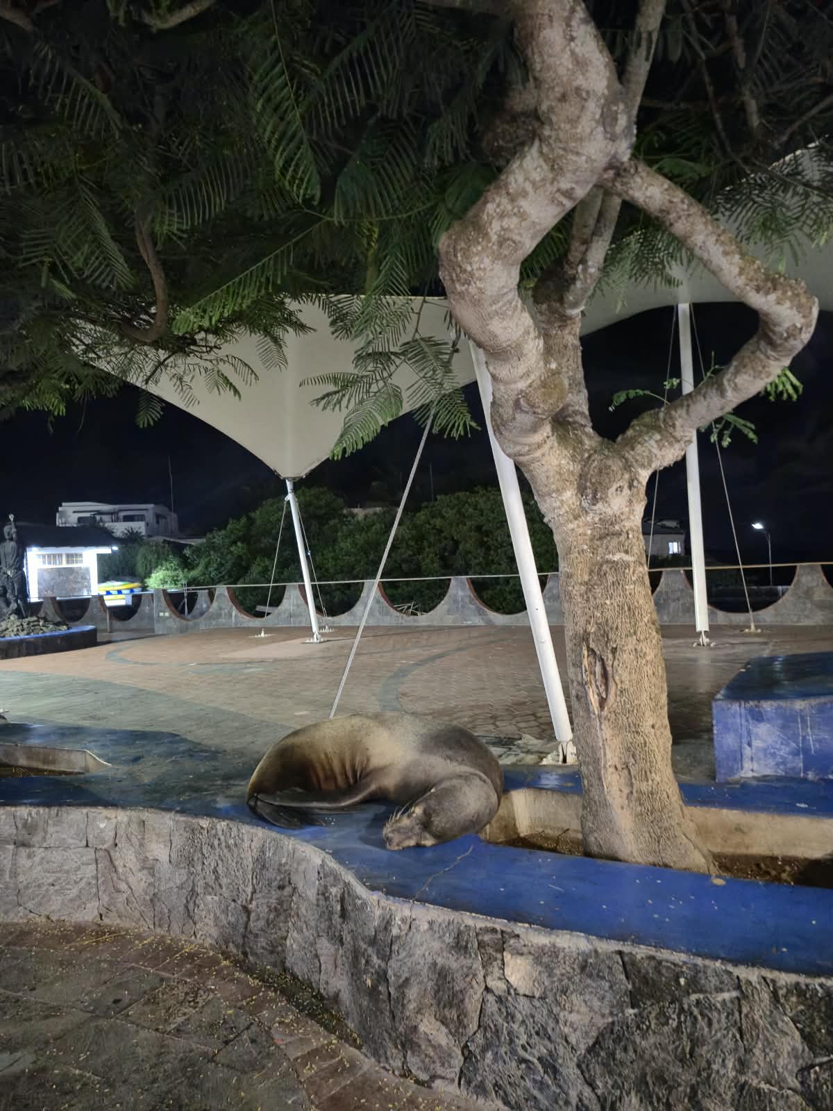 Lobo marino descansando en Puerto Ayora, Galápagos
