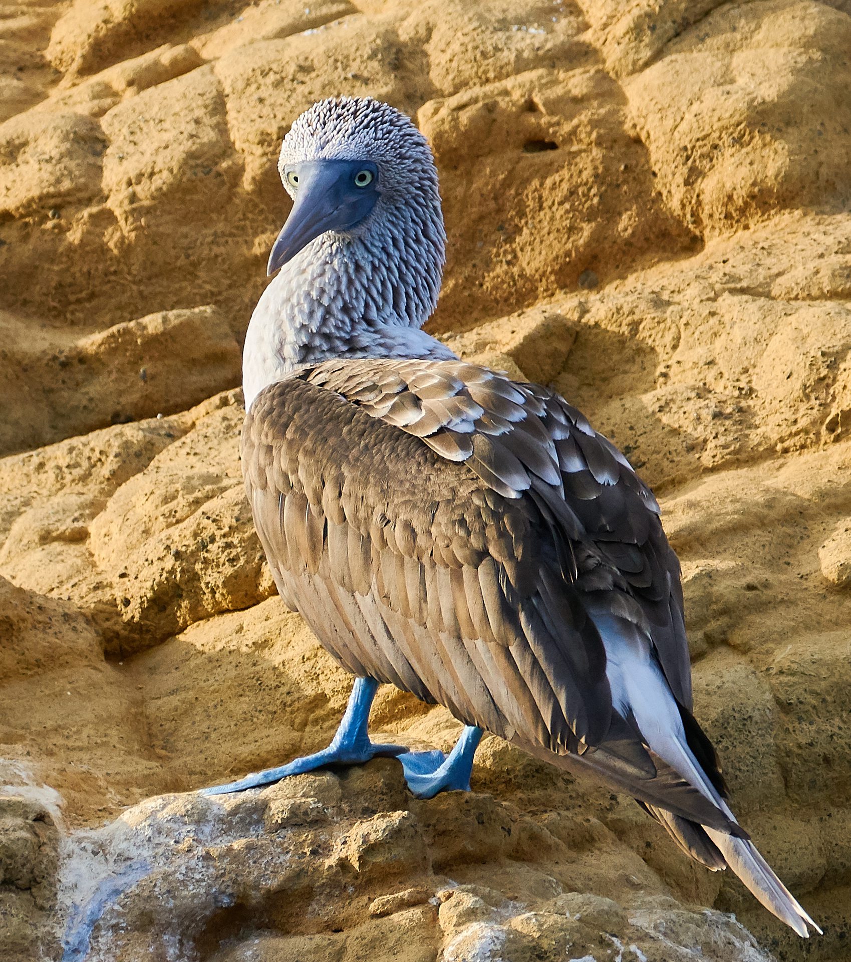 Piquero de patas azules en Galápagos