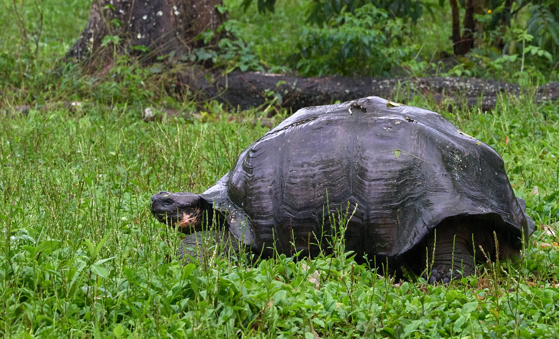 Tortuga gigante en las tierras altas de Santa Cruz